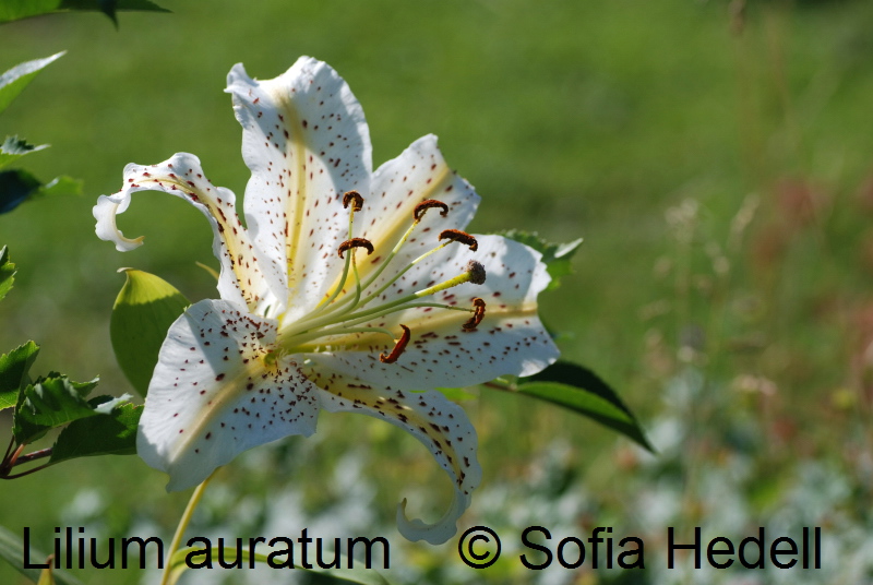 Lilium auratum, gullbandslilja